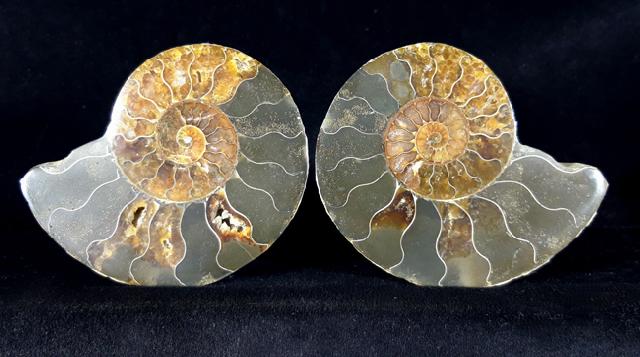 Cleoniceras (Grycia) besairiei COLLIGNON 1949 - Bild © FossNet FossilienStore